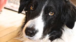 They're also wonderfully durable and often have so much space inside of the bowl that you could probably wash your car in there. Are We Doing Enough For Our Dogs The Other End Of The Leash