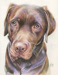 Today's post will introduce you to a simple chocolate painting technique that yields amazing results. Chocolate Labrador Drawing Easy Novocom Top