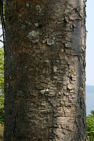 Image result for Khaya anthotheca