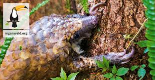 Maybe you would like to learn more about one of these? Pangolin Schutz Hat Lucken Rettet Den Regenwald E V