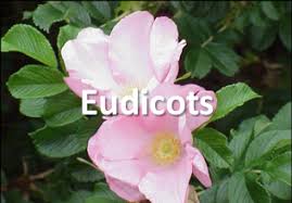 Image result for Crotalaria onobrychis