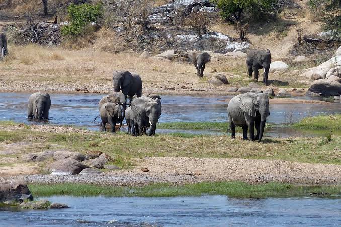 Southern circuit safari Tanzania wildlife viewing