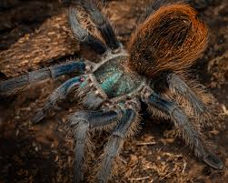 Image result for Amauropelta bergiana