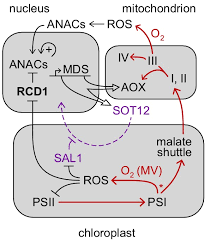 We did not find results for: Arabidopsis Rcd1 Coordinates Chloroplast And Mitochondrial Functions Through Interaction With Anac Transcription Factors Elife
