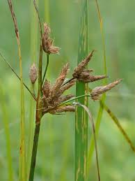 Image result for Bolboschoenus glaucus