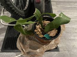 Night blooming cereus care? : r/IndoorGarden