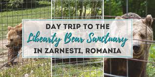 De asemenea din 2016 exista si o cursa de mountain biking (mtb) in acesta competitie. Day Trip To The Libearty Bear Sanctuary Zarnesti From Brasov