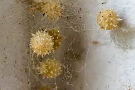 When spiderlings hatch, they are thus in close proximity to captured prey and will not go hungry. Spider Eggs In House What You Need To Know Terminix