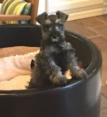 Mini schnauzers are relatively healthy dogs. Johnson Farms 777 Miniature Schnauzer Breeder Texas Black Puppies Breeder Texas Miniature Schnauzer Schnauzer Black Puppy