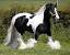 Blue Roan Gypsy Horse