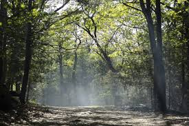 Lynn Woods trails closed due to fire