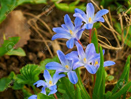 Feb 25, 2020 · some air purifying plants are perfect for removing toxins from your space. Early Spring Blue Flowers Growing On Soil Puschkinia Stock Photo Picture And Royalty Free Image Image 26594230
