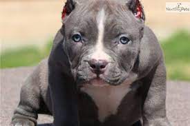 Check spelling or type a new query. 3 Different Styles Of Ear Crop For Your American Bully American Bully University Bully Dog American Bully Bully Breeds Dogs