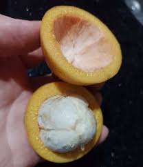 Image result for Garcinia sp. 1.
