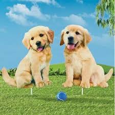Golden retriever puppies are the cutest things in the world. Golden Retriever Puppies Metal Yard Stakes Set Of 2 Ebay