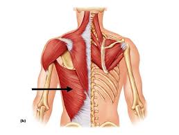 These smaller muscles help to move substances through the body and support the function of these organs and vessels. Posterior Torso Muscles Emily Shook Flashcards Chegg Com