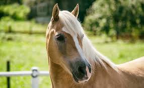 Combien Coute L Entretien D Un Cheval De Loisir A L Annee ✓ usage commercial gratis ✓ images haute qualité. entretien d un cheval de loisir
