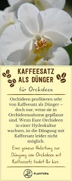 Kaffeesatz Als Dunger Verwendung Vorteile Des Hausmittels Kaffeesatz Hausmittel Hydrokultur