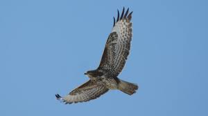 De buizerd is verreweg de algemeenste en meest opvallende roofvogel van nederland, die je vaak in open land ziet, zittend op een paal of schroevend op de thermiek. Eenzame Buizerd Boom Mag Nog Niet Weg Omroep Zeeland