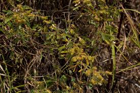 Image result for Kotschya aeschynomenoides