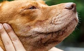 Check spelling or type a new query. Dermatitis Red Inflamed Sore Skin Or A Rash In Dogs Pdsa