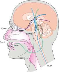 Sensory Systems Biochemistry Ncbi Bookshelf Systems Biology Sensory System System