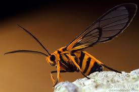 The scarlet bodied wasp moth, at left, has now surpassed images of beautiful hummingbirds, zebra heliconian butterflies, incredibly rare. Monday Nature Zen The Not Actually A Wasp Moth Wired