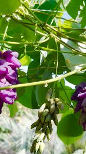 Image result for Cyclocarpa