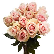 Download pink roses stock photos. Amazon Com 1 Dozen Pink Roses Beautiful Fresh Flowers Grocery Gourmet Food