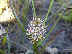 Image result for Wurmbea