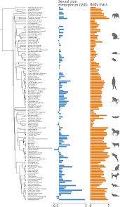 Sexual size dimorphism in mammals is associated with changes in the size of  gene families related to brain development | Nature Communications
