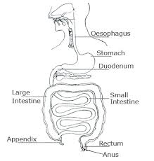 kids health topics intestines your guts