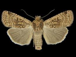 Image result for Mitrasacmopsis quadrivalvis