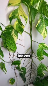 Image result for Epipremnum en casa