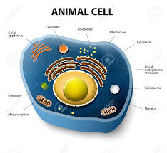 We did not find results for: Human Or Animal Cell Cross Section Royalty Free Cliparts Vectors And Stock Illustration Image 31069963