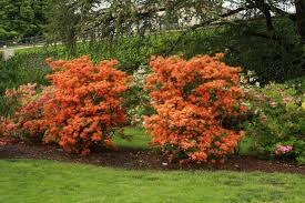 Gibraltar Orange Deciduous Azalea Rhododendron Gibraltar Gibraltar Is An Exbury Hybrid Introduced In 1947 It Has Large Ball Plants Live Plants Shade Shrubs