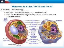 Specialised animal cells structure and function. Welcome To Class And Complete The Following New Entry Specialized Cell Structure And Functions Draw A T Chart Or Venn Diagram Compare Ppt Download