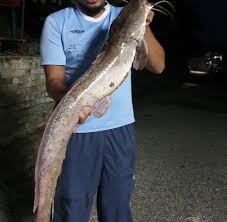 Namun membuat kolam ikan hias tidaklah semudah yang kita bayangkan. Umpan Keli Bosskite Shopee Malaysia