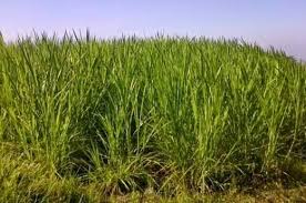 Menanam rumput odot untuk dibudidayakan banyak dilakukan peternak untuk memenuhi kebutuhan pakan ternak mereka. Cara Budidaya Rumput Gajah Atmago