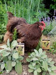 They are one of the showiest vines and is commonly found in gardens and used as an ornamental. A Dozen Potentially Harmful Or Toxic Herbs To Avoid In Chicken Keeping Fresh Eggs Daily