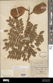 Image result for Guilandina bonduc