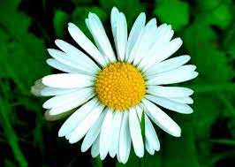 La margherita è un fiore piccolo, si tratta di un' erbacea perenne che produce. Margherite Perenni Margherite Perenni