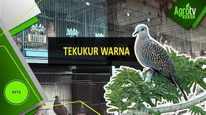 Download lagu tekukur kelantan mp3 gratis, free download tekukur kelantan lagu mp3 terbaru di metrolagu. Ciri Tekukur Klantan Ciri Tekukur Klantan Perbedaan Tekukur Kelantan Vs Bombb1