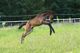 It is a dominant rn allele, and when paired with the e chestnut, it results in a red. My Summer Roan Sold Roan Ranch Foundation Quarter Horses Hancock Horses Blue Roan Quarter Horses