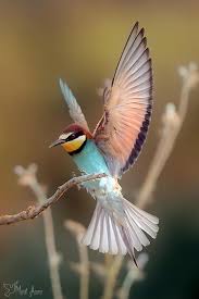 nice ari kusu by murat acuner 500px beautiful birds birds bird