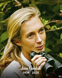 Primatologist Jane Goodall has died at 91. Her findings revolutionised  primatology, and laid the foundation for other women researchers to later  take the lead in the field. Read the full story: https://bit.ly/3WhJsWN