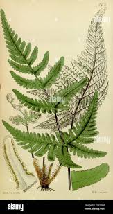 Image result for Aleuritopteris farinosa