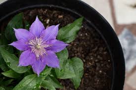 We did not find results for: Fertilizing Clematis Timing And Care Tips Gardender
