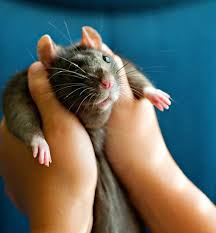 Rat 3 Cute Rats Pet Rats Rats
