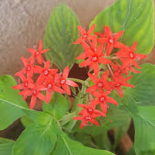 Pentas plants pentas plants (pentas spp.) come in both annual and perennial varieties. Pentas Lanceolata Nova Egyptian Star Cluster Uploaded By Gauravsh6